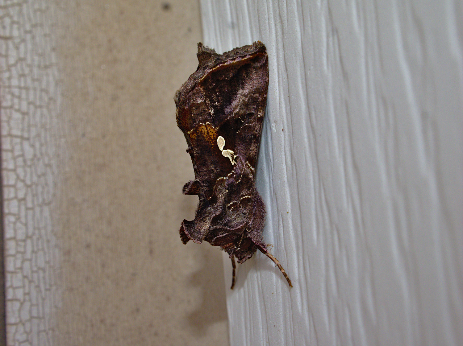 Super fresh specimen_20200618.jpg
